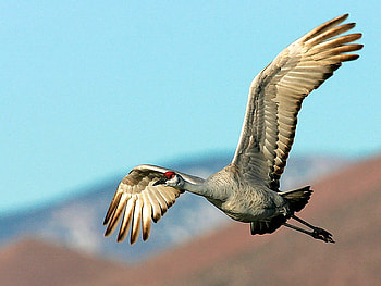 Flying Bird, flying, beautiful, bird HD wallpaper