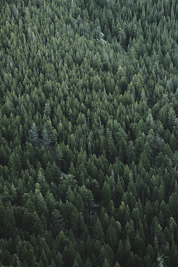 Shades of green trees, nature, forest HD phone wallpaper