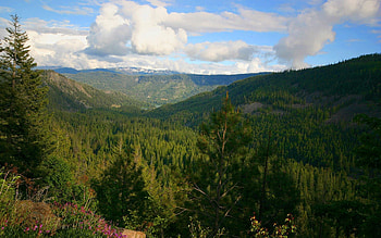 Nature, Trees, Forest, Height, Natural Resources HD wallpaper
