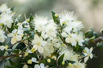 Myrtle Herb, Lemon scented melts, Aromatherapy, Tranquil ambiance HD wallpaper