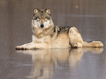 Timber wolf, winter, dog, canis lupus, lone wolf, wolf, howling, snow, the pack, mythical, white, timber, wolves, grey, lobo, wisdom beautiful, grey wolf, nature, canine, friendship, arctic, solitude, black, quotes, wolf pack, , wild animal black, wolfrunning, abstract, pack, majestic, howl, spirit, wolf HD wallpaper