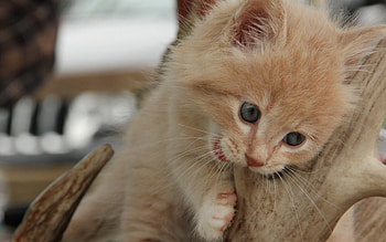 Cat, kitten, kitty, cats, cute, sleepy, sleeping, beauty, animals, hat, sweet, beautiful, paws, cat face, pretty, face, lovely HD wallpaper