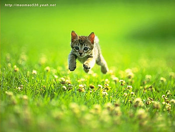 And I'm going for it!, cute, adorable, aww, kittens HD wallpaper