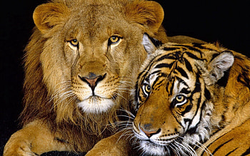 Animals, Lion, Tiger, Big Cats, Family Of Felines, Cat Family HD wallpaper