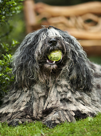 Polish Lowland Sheepdog, Shaggy dog, Close-up, 3840x2400 HD phone wallpaper