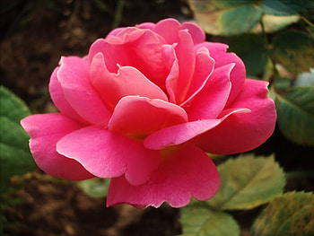 beautiful red rose, gorgeous, rose, beautiful, red HD wallpaper