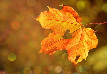 Nature, Autumn, Heart, Maple Leaf HD wallpaper