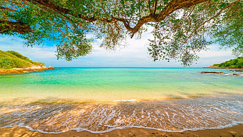 Tropical beach wonder, Turquoise waters, Willow trees, Nature's haven HD wallpaper