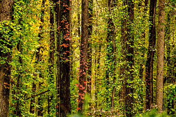 Nature, Trees, Autumn, Forest, Ivy HD wallpaper