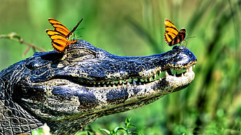 Butterflies on a Caiman 2, Brazil, animal, graphy, Caiman, wide screen, wildlife, South America, , reptile HD wallpaper