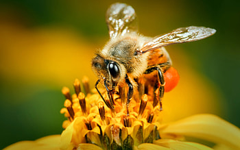 Bee, French bee , Nature's wonder, Delicate insect HD wallpaper