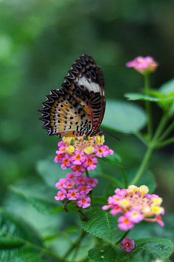 Animals, Flowers, Grass, Leaves, Pattern, Butterfly, Wings HD phone wallpaper
