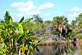 Backyard Plantain and Canal, waterway, canal, plants, scenic, plantain HD wallpaper