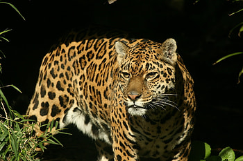 Animals, Grass, Background, Jaguar, Dark, Predator, Sight, Opinion, Watch, To Watch HD wallpaper