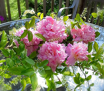 Wonderful Morning, sunshine, pink, peonies, morning, garden, wonderful HD wallpaper