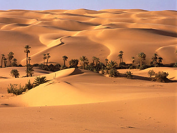 Nature, Trees, Sand, Palms, Desert, Vegetation, Oasis HD wallpaper
