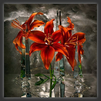 lily, glass, dark, red HD wallpaper