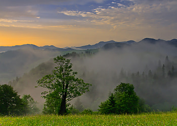 Nature, Trees, Sky, Clouds, Dawn, Height HD wallpaper