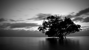 Black And White Nature graphy Background 18 HD wallpaper