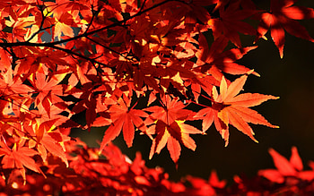 Maple leaf tree , Autumn, Leaves, Nature HD wallpaper