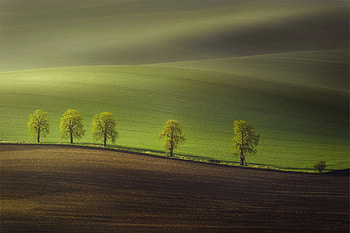 :), landscape, green, tree, field, rural HD wallpaper