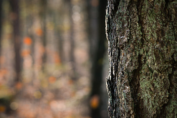 Nature, Wood, Wooden, Tree, Texture, Relief, Bark HD wallpaper