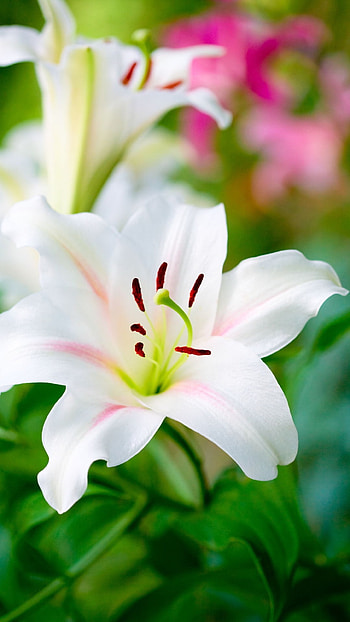 Lily, Pink Lily HD phone wallpaper