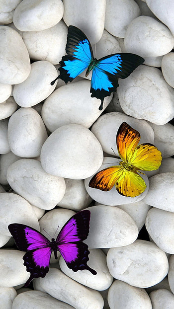 0 Butterfly For Pool Butterfly HD phone wallpaper
