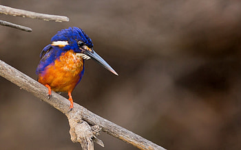 Animals, Nature, Background, Bird HD wallpaper