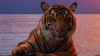 Tiger Glowing Red Eyes , tiger, animals, hop HD wallpaper