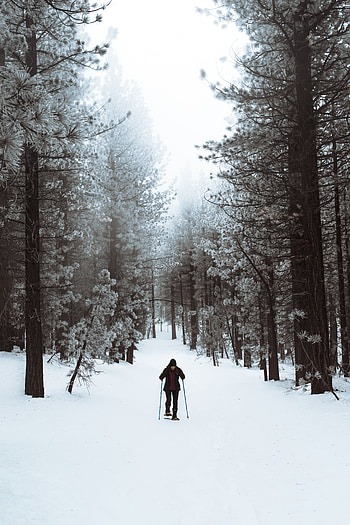 Sports, Winter, Snow, Forest, Stroll, Skier HD phone wallpaper
