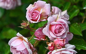 flowers, rose, nature, pretty, flower HD wallpaper