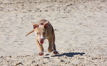 Animals, Sand, Dog, Puppy, Run Away, Run, Pitbull, Pit Bull HD wallpaper