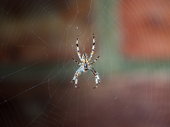 Web, Macro, Close-Up, Spider HD wallpaper