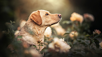 Labrador, Ultra , Animal love, Adorable face HD wallpaper