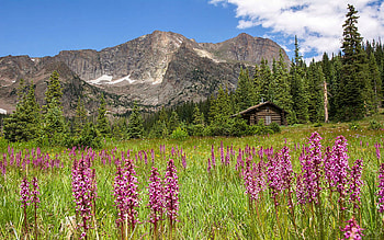 Mt. Alice, Colorado, wildflowers, blossoms, landscape, trees, clouds, sky, cabin, usa HD wallpaper