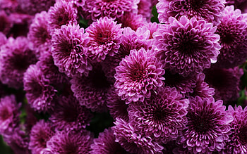 Plants, Flowers HD wallpaper