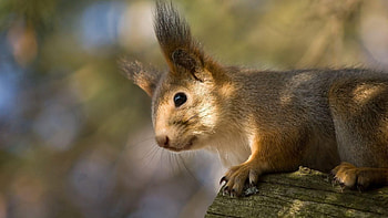 Animals, Squirrel, Wood, Tree, Muzzle, Ears, Climb, Fur HD wallpaper