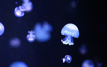 Best jellyfish , , Mac backgrounds, Inspiring beauty HD wallpaper