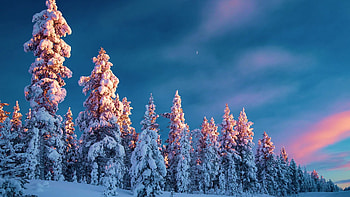 Lapland, Northern Finland, snow, scandinavia, trees, landscape, clouds, sky, sunset HD wallpaper