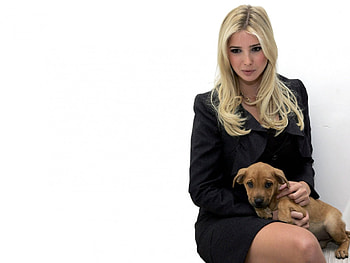 ivanka trump, babe, apprentice us, ivanka, trump HD wallpaper