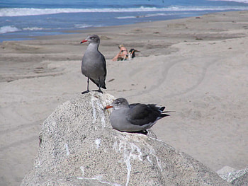 seagulls, couple, ocean, beach HD wallpaper