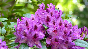 Beautiful Flowers, nature, flowers, bloom, beauty HD wallpaper