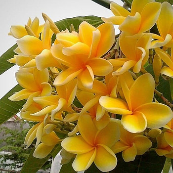 Plumerias, Flowers, Yellow, Nature, Blossoming HD wallpaper