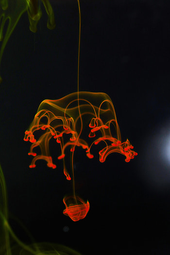 Macro, Paint, Liquid, Ink, Clot HD phone wallpaper
