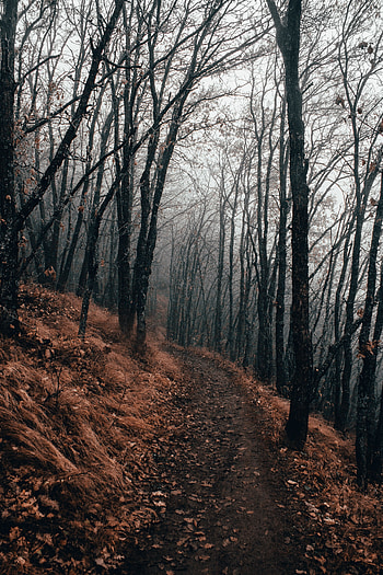 Nature, Autumn, Forest, Fog, Path HD phone wallpaper