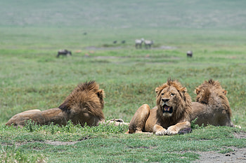 Animals, Grass, Lions, Predators, Lion, To Fall, Mouth HD wallpaper