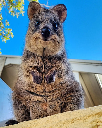 Adorable quokkas, Captivating wildlife, Smile in nature, Playful creatures HD phone wallpaper