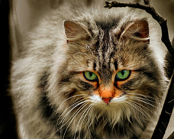 The look, animals, cute, cat, pet, look HD wallpaper