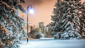 Post Tag - Winter Wondrous Light City Trees Park Post for 16 HD wallpaper